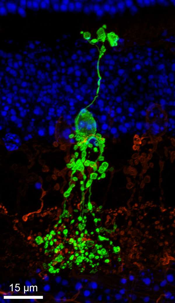 Un nouveau type de neurone découvert dans les yeux