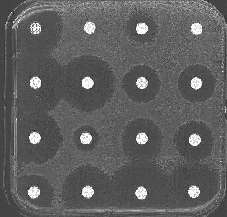 Etudier la résistance bactérienne plutôt que rechercher des médicaments Antibiogramme : L'efficacité des antibiotiques est mesurée en fonction de l'inhibition de la croissance bactérienne qu'ils provoquent (halo autour des pastilles d'antibiotiques)