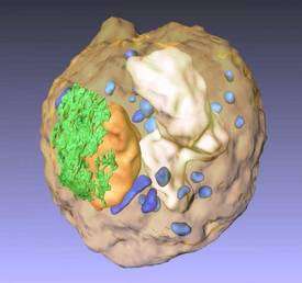 Le nucléolinus est une des structures cellulaires qui composent la cellule eucaryote, à l'intérieur du noyau (orange). Crédit : UCLA/California NanoSystems Institute
