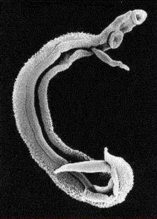 Bilhvax 3 : un candidat vaccin contre la bilharziose Schistosoma mansoni, parasite responsable de la bilharziose intestinale. © Loker laboratory/University of New Mexico