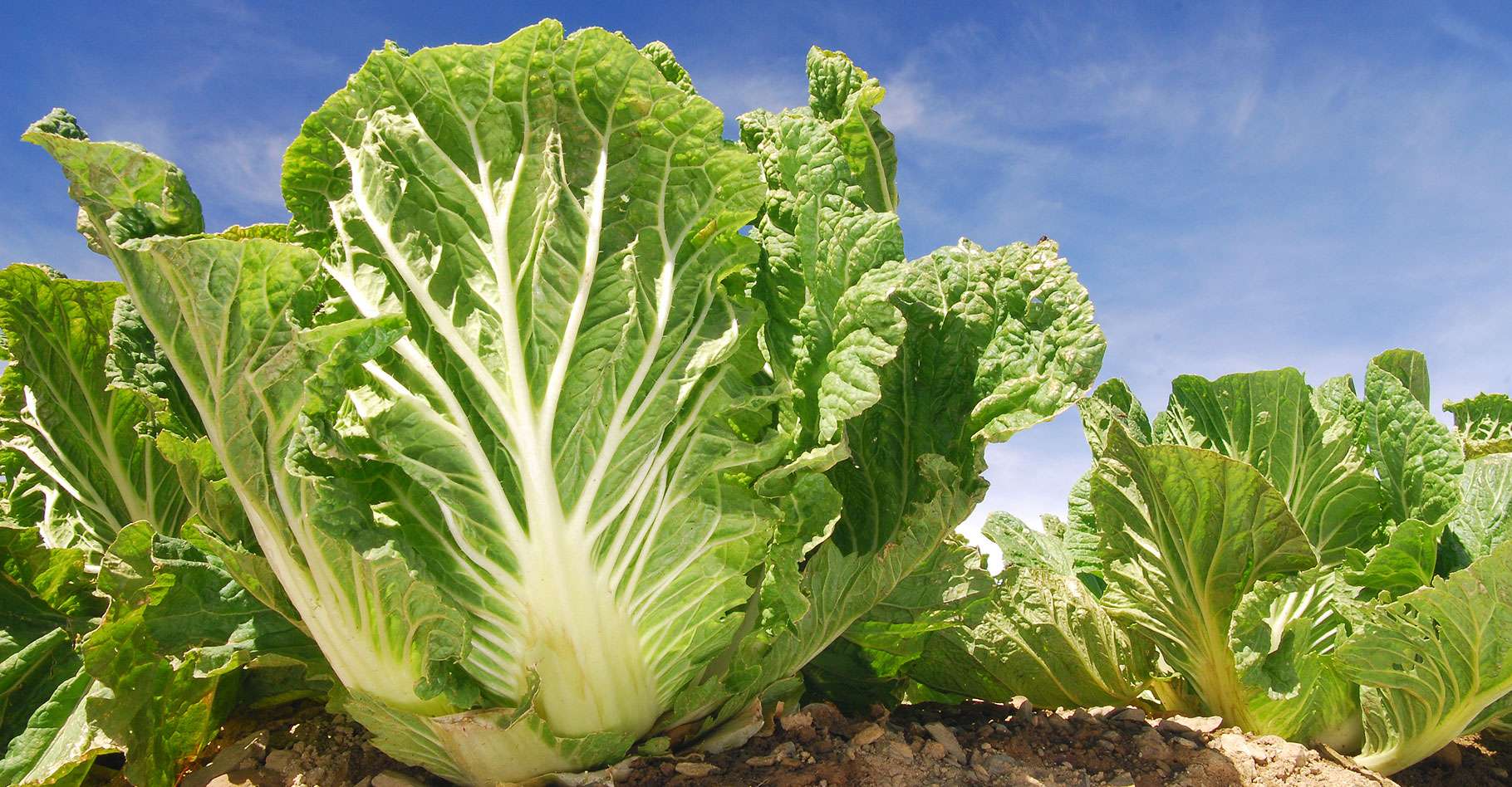 Как вырастить пекинскую капусту в открытом грунте. Brassica Pekinensis. Пекинская капуста. Капуста пекинская Мегаполис. Капуста Огородная пекинская.