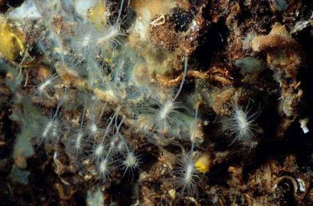 Asbestopluma hypogea, photographiée par Jean Vacelet à 18 m dans une grotte sous-marine de Méditerranée. C’est une éponge et c’est aussi un prédateur… © Jean Vacelet