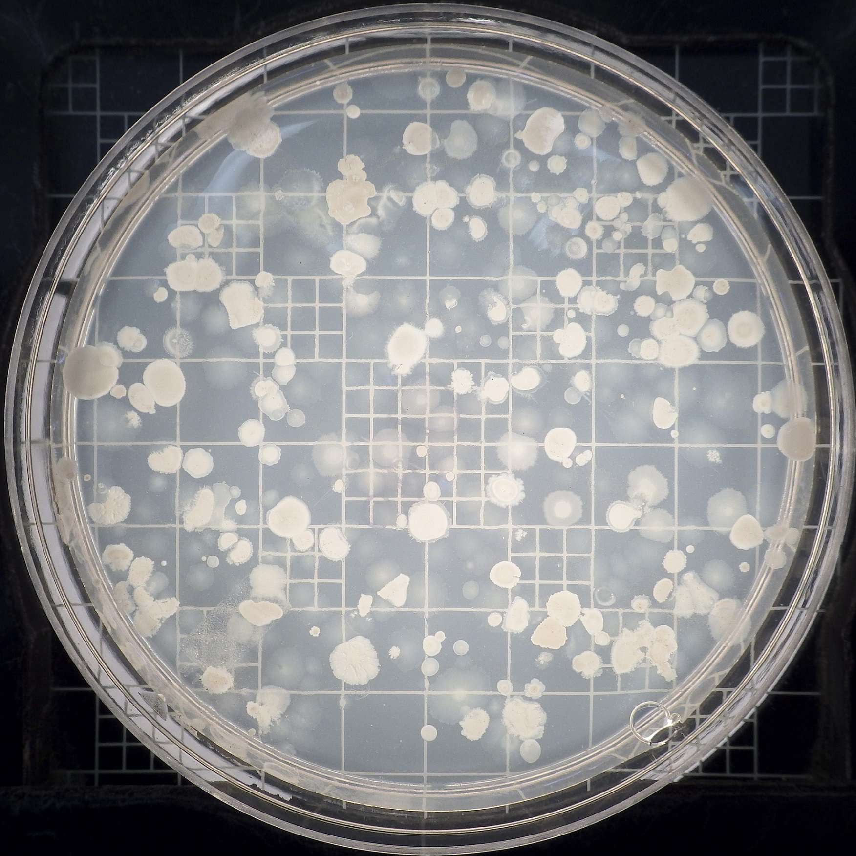 Bacillus subtilis. Bacillus subtilis на чашке Петри. Bacillus subtilis рост на МПА. Bacillus subtilis Natto.