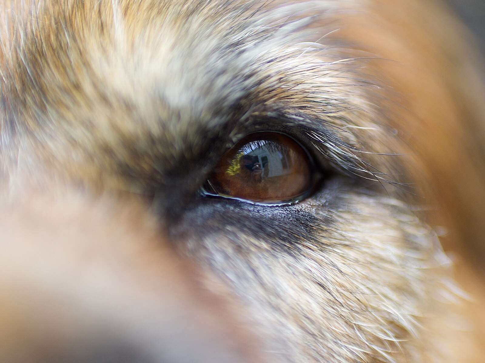 Les chiens voient en noir et blanc, vrai ou faux