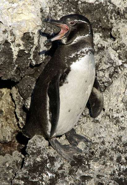 Photo d'un manchot des Galápagos. © putneymark, CC by SA 2.0