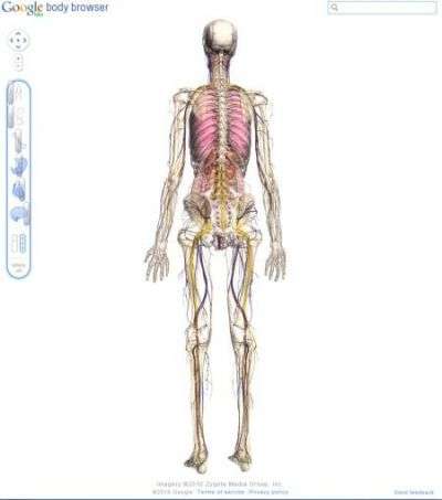 Zygote Body, une visite 3D du corps humain, bientôt en application gratuite sur Android ? © Google's Body Browser