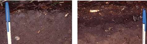 Mull Comparaison entre mull (à gauche) et moder (à droite), deux formes différentes d'humus. Le mull montre une litière très mince, restant moins d’un an à la surface du sol, au-dessus d’un horizon grumeleux montrant un mélange intime de matière organique et de matière minérale : ce travail d’incorporation est réalisé principalement par les vers de terre. © DR J.-F. Ponge