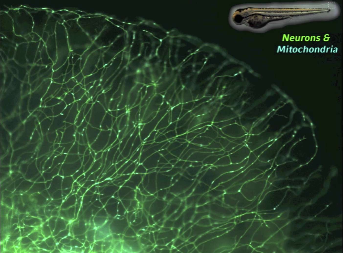 Des techniques utilisant la fluorescence ont été utilisées pour suivre des mitochondries à l'intérieur de neurones sensoriels. Ces cellules transmettent des informations en direction du cerveau. Dans le cas présent, les observations ont été faites au niveau de la queue d'une larve de poisson-zèbre. © Dominik Paquet, université de Rockefeller et Centre allemand des maladies neurodégénératives