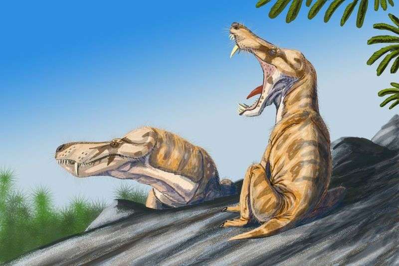 Ces Pristerognathus vanderbyli étaient des thérapsides, ou reptiles mammaliens, qui ont vécu au niveau de l’actuelle Afrique du Sud à la fin du Permien supérieur, voici 258 à 251 millions d’années. © Dmitry Bogdanov, Wikimedia Commons, cc by sa 3.0