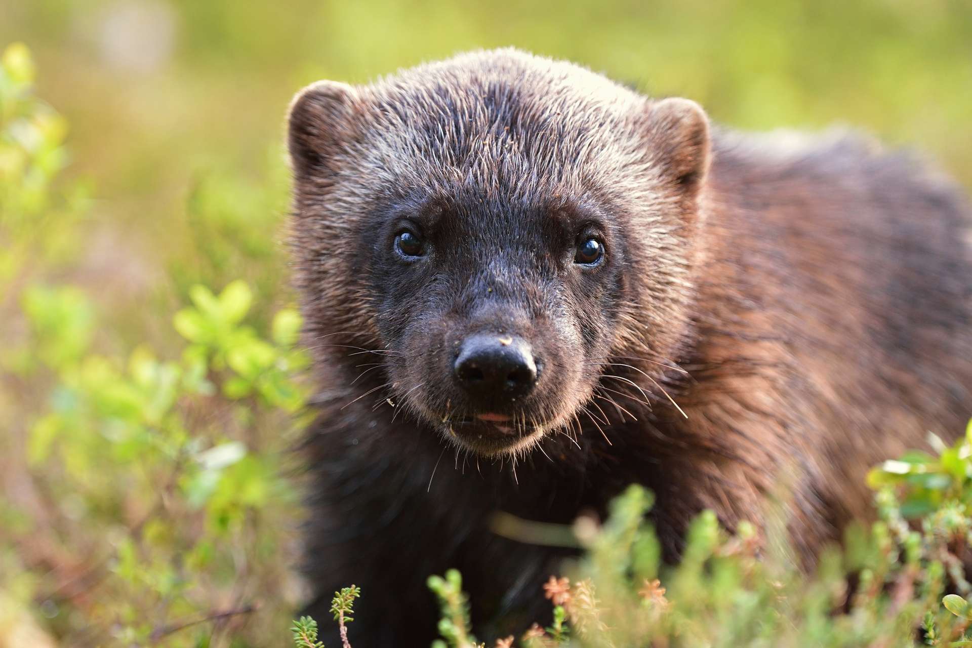 En Video Deux Bebes Gloutons Observes Aux Etats Unis Une Premiere En 100 Ans