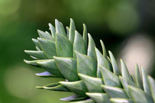 Plante écailleuse. © OI. G., Flickr CC by nd 2.0