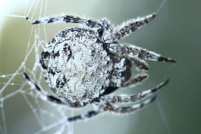 Une recherche sur la soie d'araignée a conduit à un nouveau type de  microphone - Enerzine
