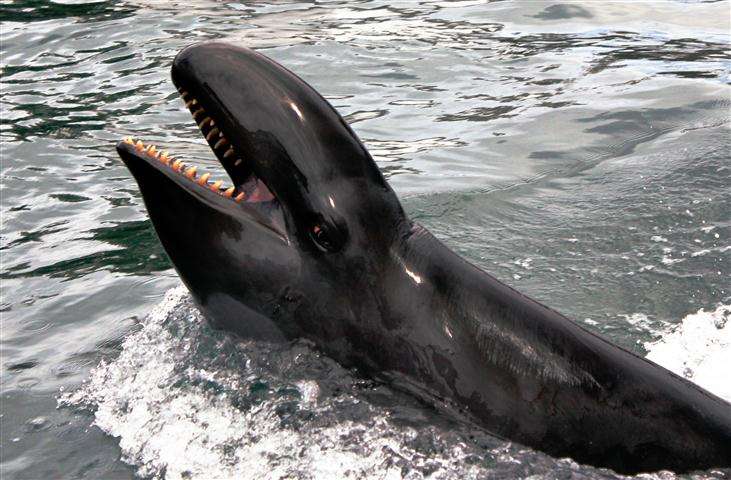 Les fausses orques sont des odontocètes, ce qui veut dire que, à la différence des mysticètes qui possèdent des fanons, elles ont des dents. © Aude Pacini