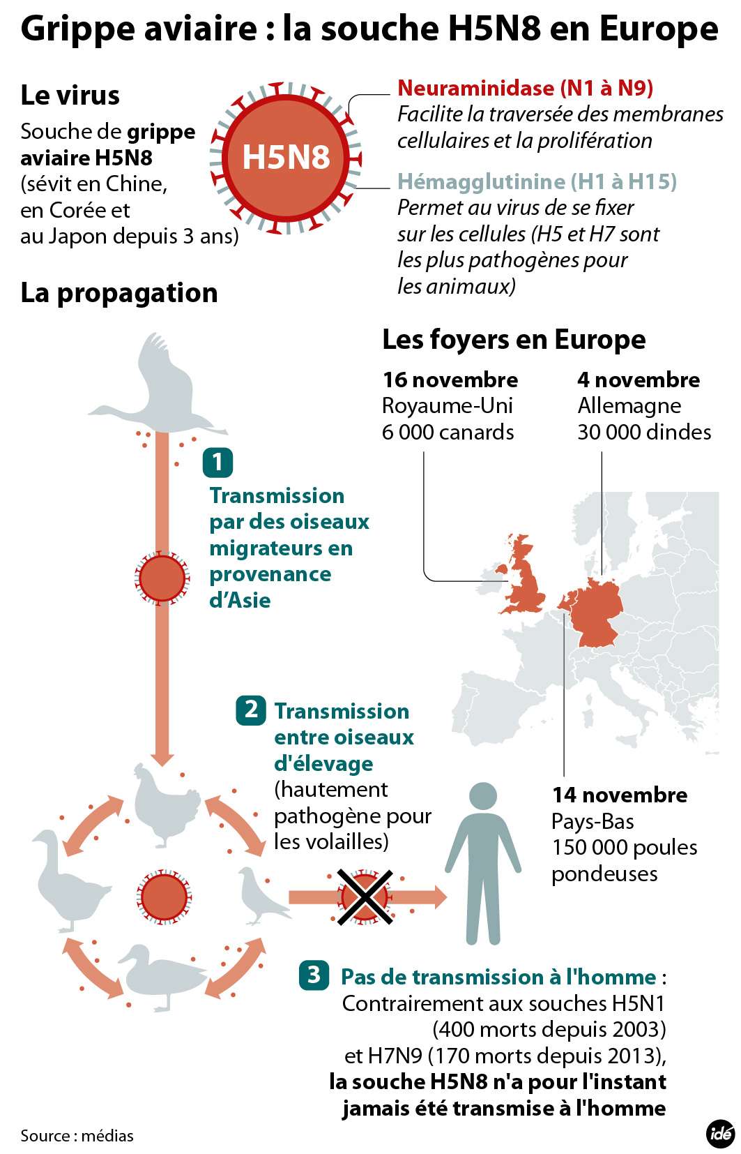 Un virus de grippe aviaire (H5N8) a contaminé trois élevages en Europe au mois de novembre 2014. © Idé