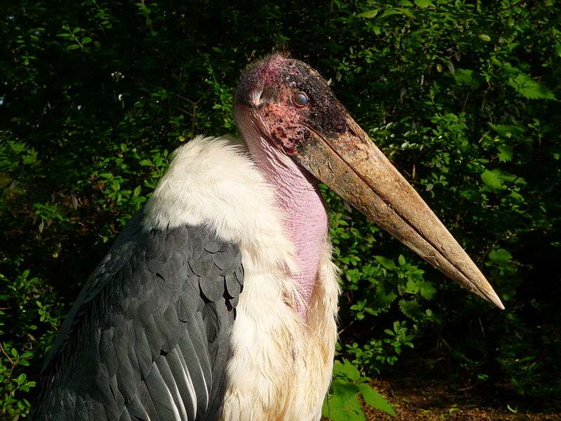 Définition Marabout Dafrique Leptoptilos Crumeniferus