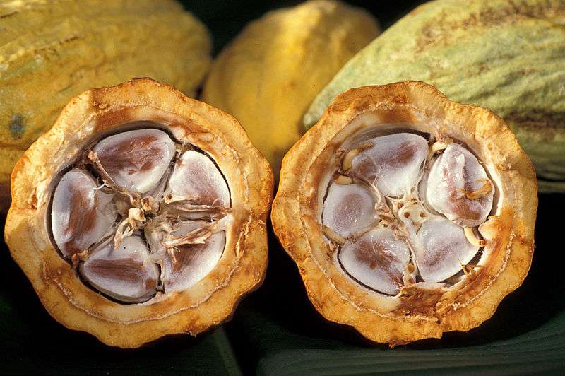 Les flavanols de cacao préservent la mémoire