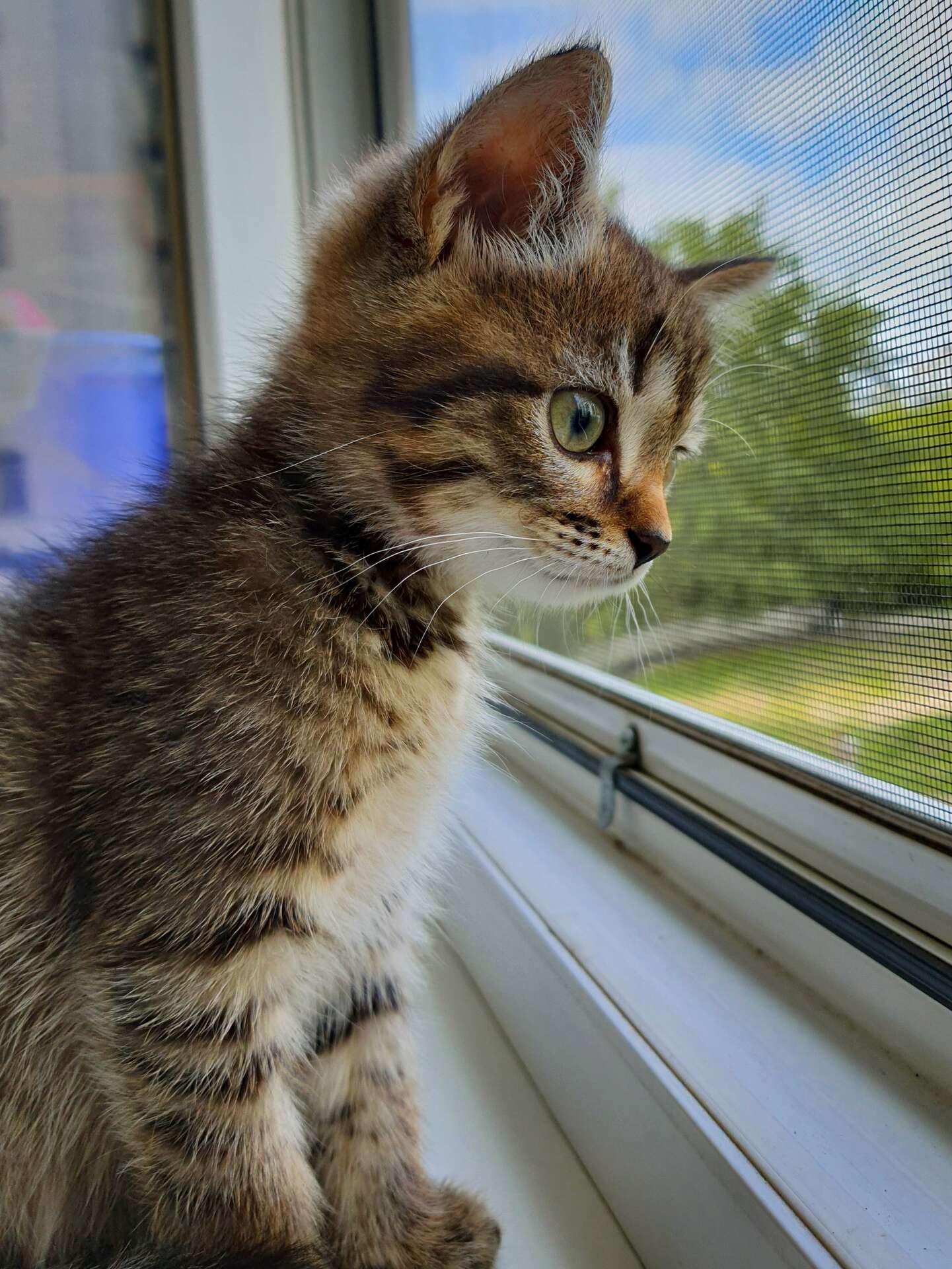 Les chats retombent toujours sur leurs pattes, vrai ou faux