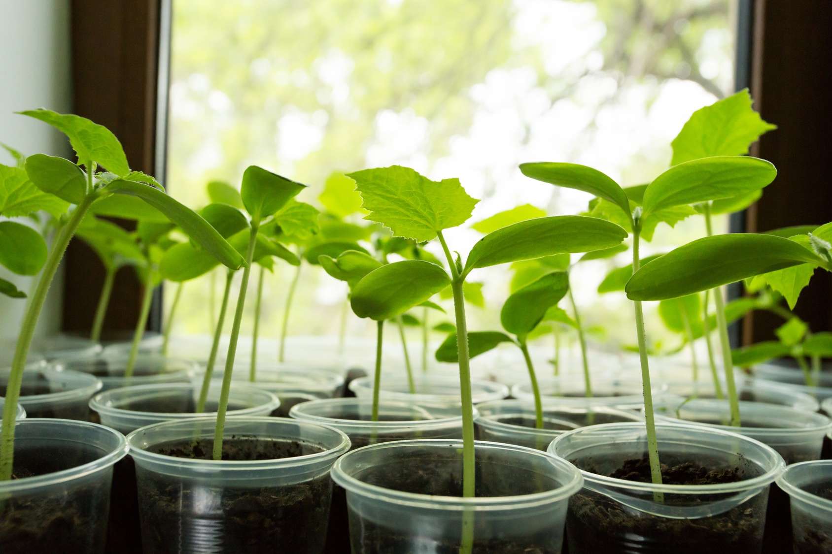 Définition  Plante vasculaire