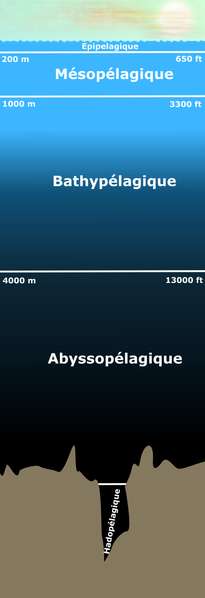 Zone aphotique La zone aphotique correspond aux zones situées sous la zone épipélagique. Selon les définitions, la zone mésopélagique peut être incluse (ou non) dans la zone aphotique. © Finlay McWalter, Wikimedia domaine public