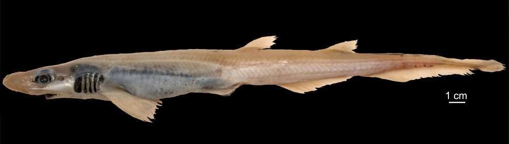 Étrangeté du vivant : des scientifiques pêchent un requin sans peau et sans dents !
