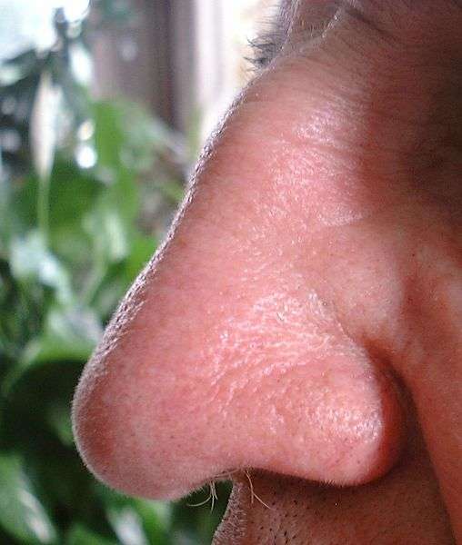 Profil du nez d'un homme adulte - Crédits LHOON / Wikipedia