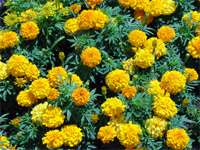 Réduire l'impact du jardinage sur l'environnement Réduire l'impact du jardinage sur l'environnement