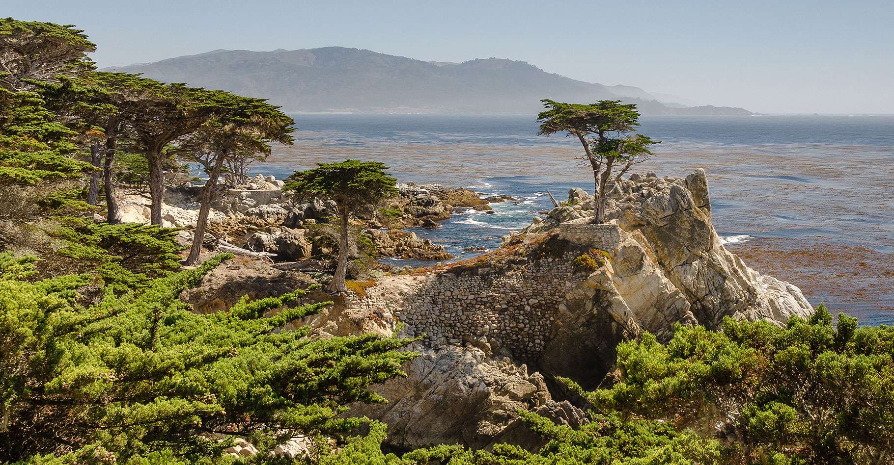 Définition Cyprès de Lambert Cupressus macrocarpa Cyprès de Monterey — free download