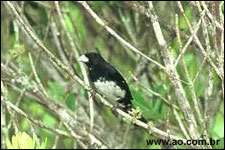 Redécouverte du Tangara de Berlioz au Brésil ! Tangara de Berlioz (Conothraupis mesoleuca ) mâle, P. N. das Emas, Brésil