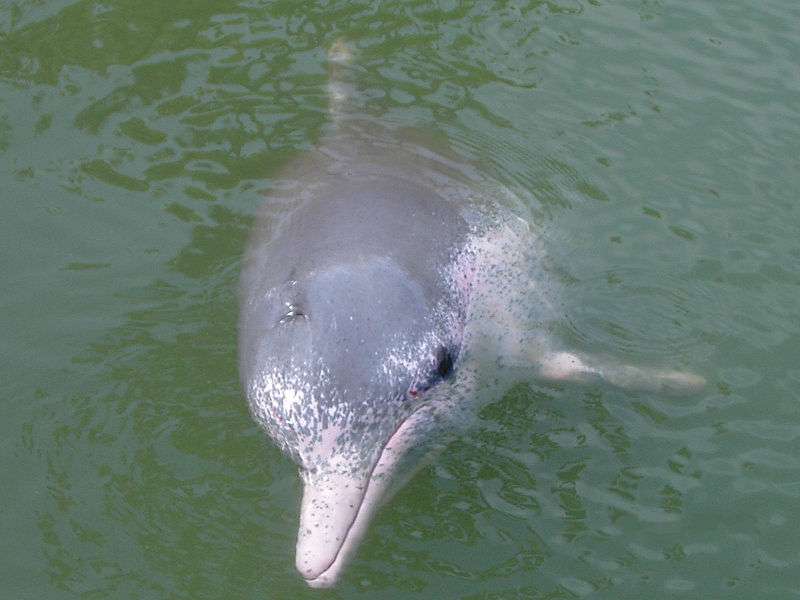 Photo d'un dauphin blanc de Chine. © takoradee, GNU FDL Version 1.2