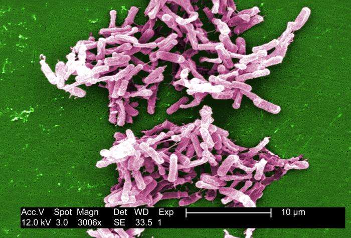 La bactérie Clostridium difficile est un pathogène opportuniste qui se retrouve fréquemment dans la flore intestinale et qui, dans de rares circonstances, induit des troubles intestinaux. Aux États-Unis, ces infections sont de plus en plus fréquentes et surtout de plus en plus mortelles. © Janice Carre, CDC, DP