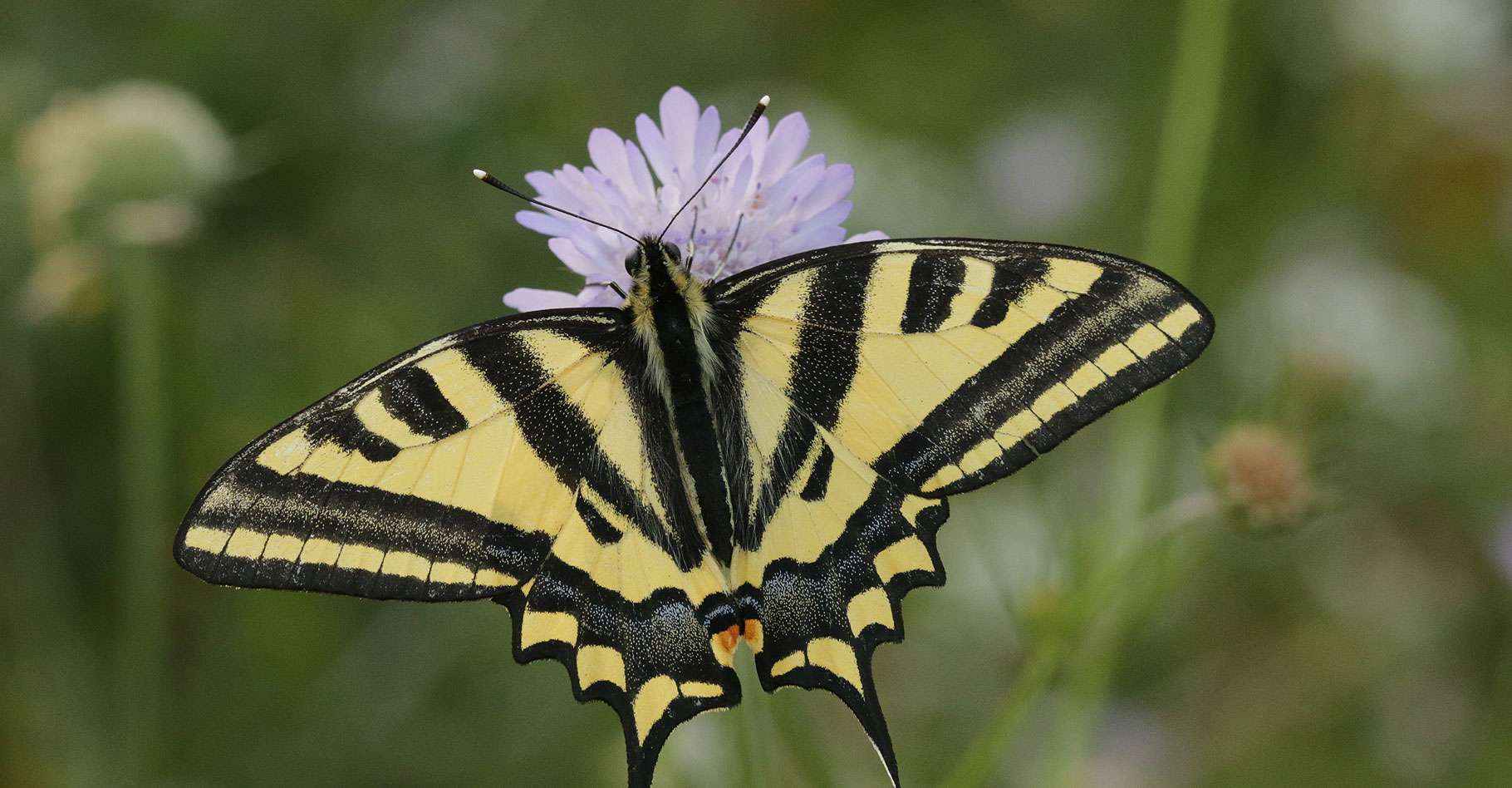 Les dangers qui menacent les papillons