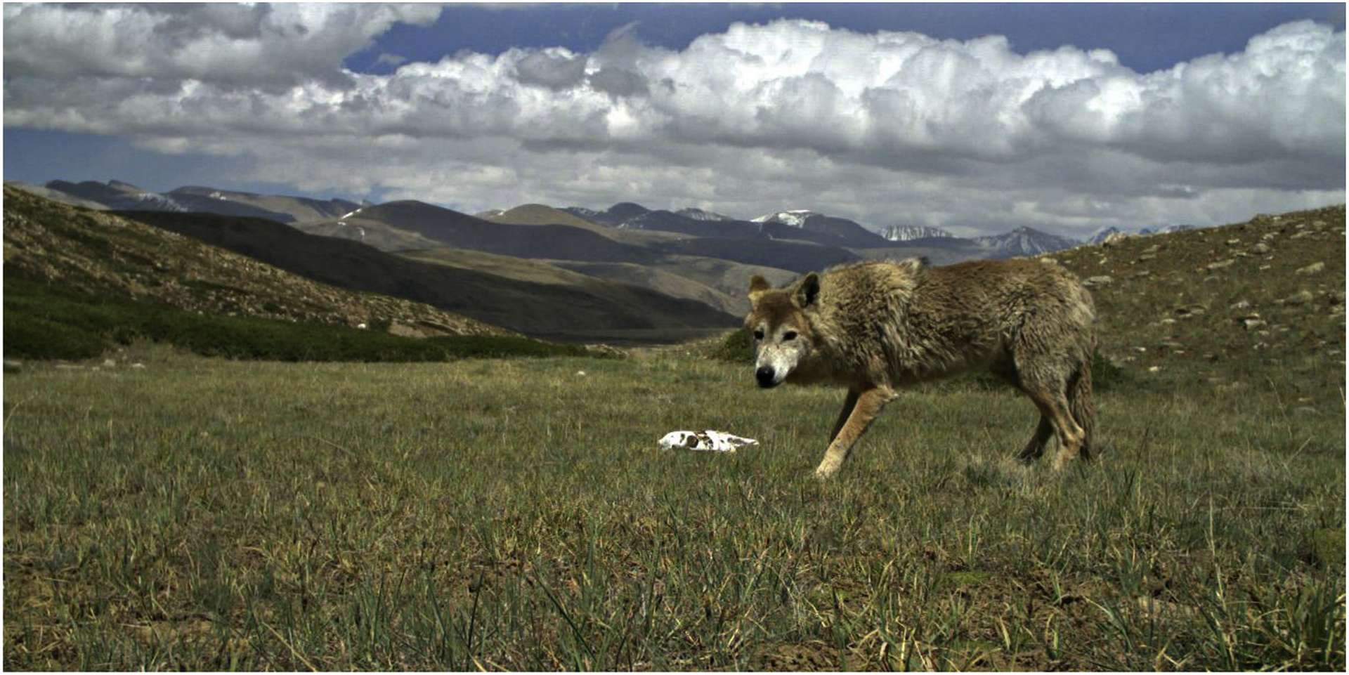 La Vie En Altitude A Cree Une Nouvelle Espece De Loup