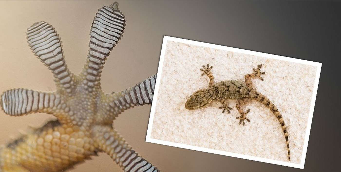 Les pattes des geckos ont déjà inspiré de nombreux programmes de recherche et développement. Ford va travailler avec Procter & Gamble en s’inspirant de ces reptiles pour tenter de créer de colles pour l’automobile qui puissent être recyclées. © Ford
