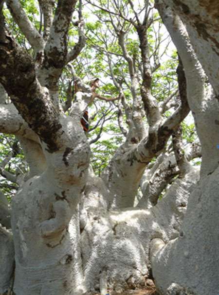 Le baobab parasol de l’Île aux Serpents possède un puissant tronc dont la circonférence mesurée dépasse les 50 m en prenant en compte les branches rabattues au sol. © Sébastien Garnaud