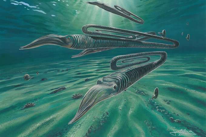 Diplomoceras maximum vivait il y a 68 millions d’années dans les eaux froides de l’Antarctique. © New Scientist, Twitter