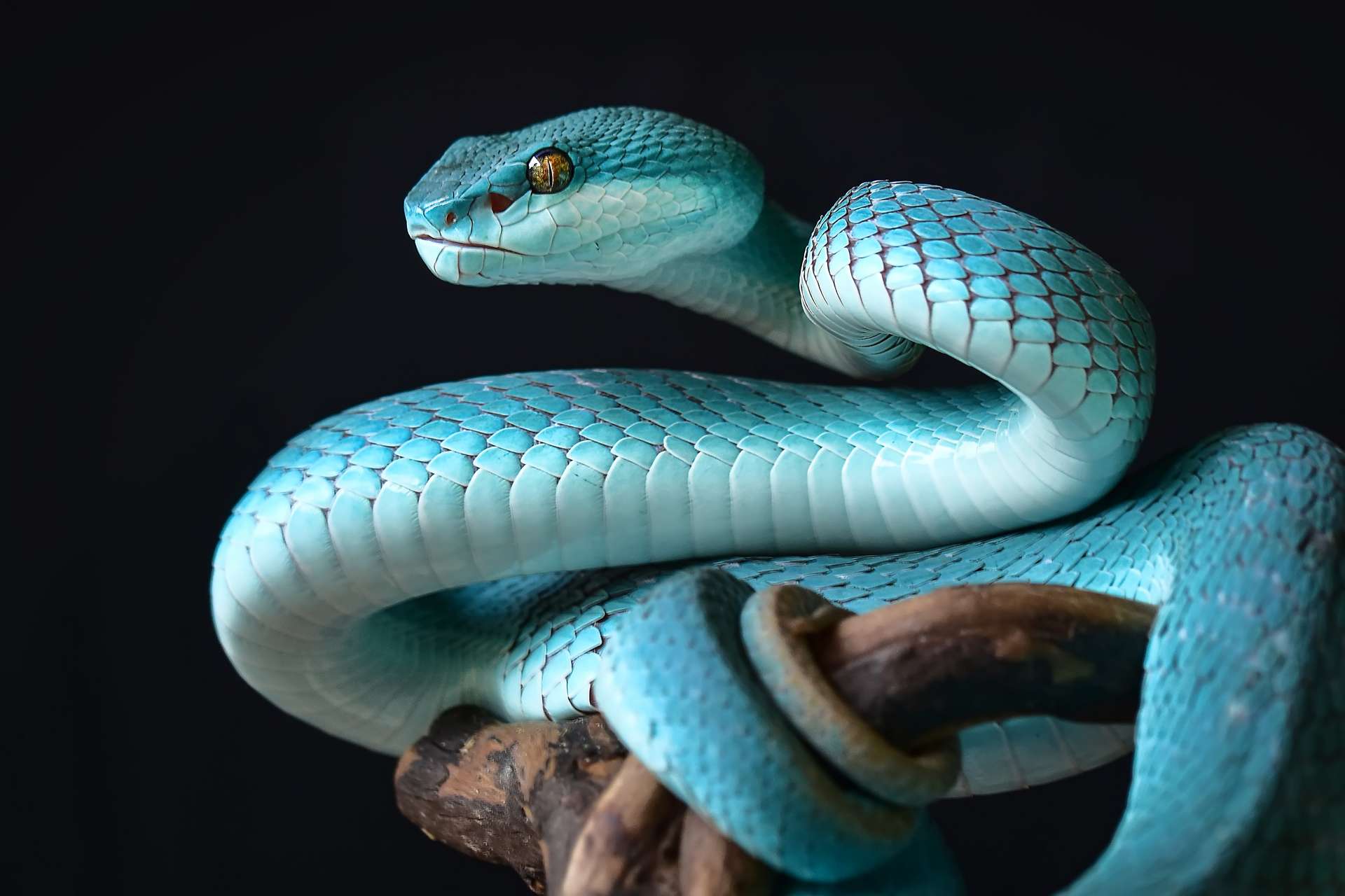 Les Serpents Seraient Capables De Se Faire Des Amis Les Serpents Seraient Capables De Se Faire Des Amis