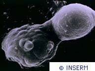 Crédits : INSERMHybridome (fusion d'un myélome et d'un lymphocyte). M.E.B. (x12000). Avec l'aide d'un polyéthylène glycol, ces deux cellules sont en train de fusionner pour donner un hybridome capable de se diviser à l'infini (propriété de la cellul