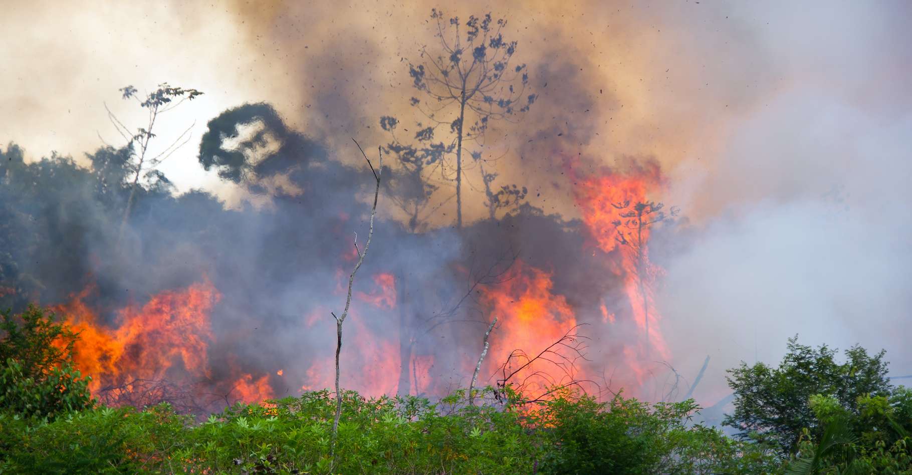 Amazonie : des incendies et une déforestation record en 2019