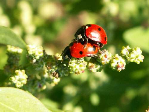 Lutte biologique contre les organismes nuisibles à l'agriculture | Dossier