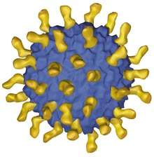 Le vaccin est constitué d'une construction moléculaire ressemblant à un virus (en bleu) portant des récepteurs spécifiques de l'angiotensine II, un puissant vasoconstricteur. © Cytos Biotechnology