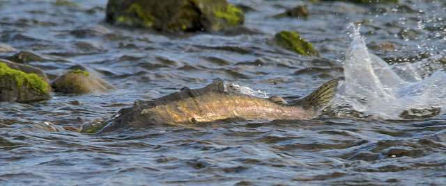 Le saumon retourne dans les eaux douces où il naît pour frayer. Un saumon rose né dans des eaux douces plus acides sera plus petit. © Nicole Beaulac, Flickr, CC by-nc-nd 2.0