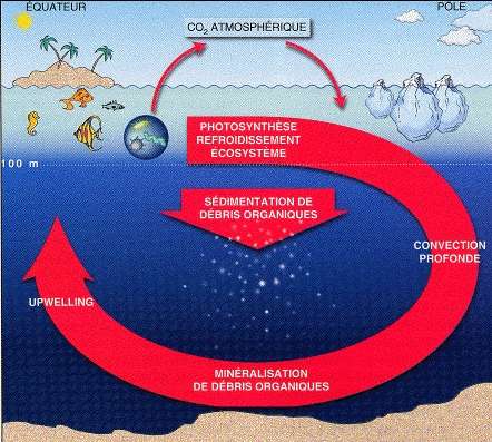 L'océan est un puits de carbone. Il était admis jusqu'à il y a peu que les océans ne pouvaient absorber que 30 % du dioxyde de carbone émis en excès dans l'atmosphère, mais de récents travaux suggèrent qu'il pourrait en fin de compte en absorber plus de 50 %. © Les humeurs de l'océan, Pour La Science