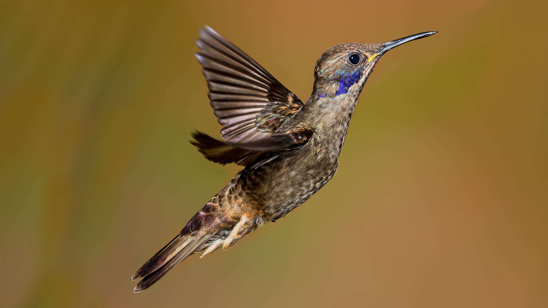 Colibri de Delphine Photos Futura