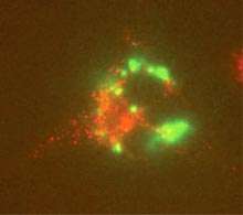 Des capteurs à nanotubes pour analyser la chimie d'une tumeur Les capteurs à nanotubes de carbone émettent une lumière dans le proche infrarouge (ici en vert) depuis l'intérieur de fibroblastes de souris (en rouge) © Dan Heller / MIT