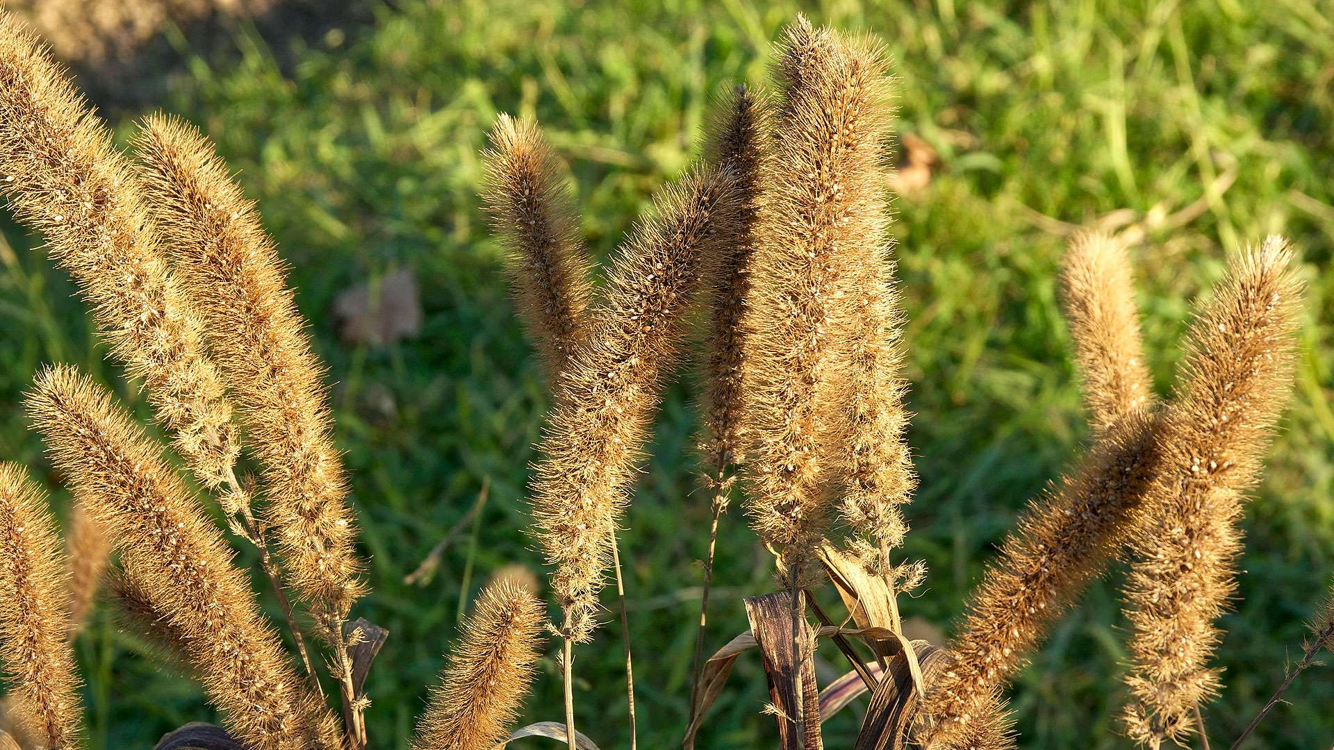La sétaire d'Italie ou millet des oiseaux Photos Futura