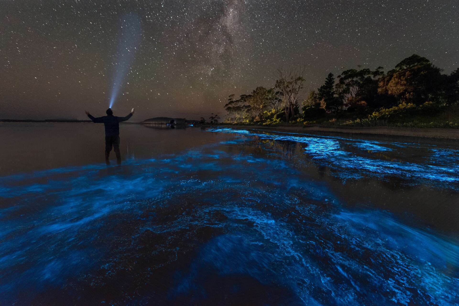 Very rare and beautiful photos of bioluminescence on a beach in France
