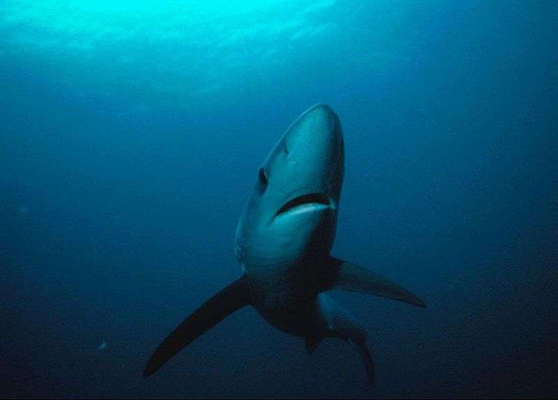 Définition | Requin bleu - Prionace glauca - Peau bleue