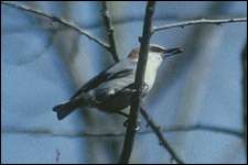 Une possible nouvelle espèce de Sittelle La Sittelle des Bahamas (Sitta insularis), une possible nouvelle espèce