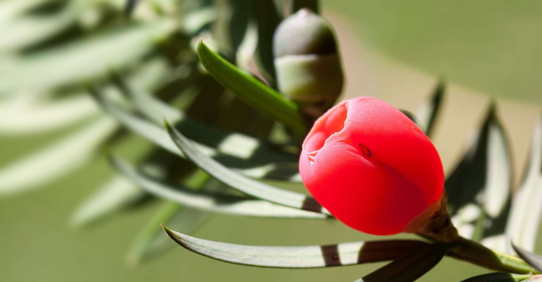 plante de gramme rouge