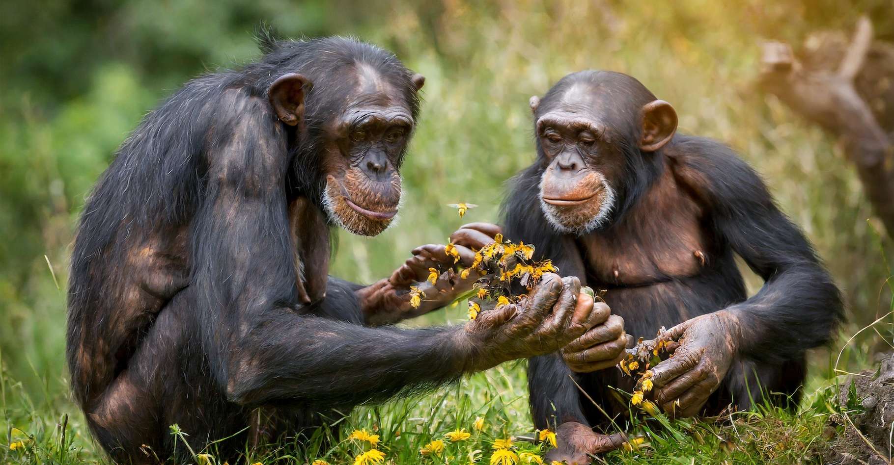 Hommels en chimpansees zijn kleine genieën, en dit is waarom